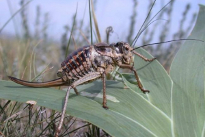 Puni palas - mise Puni palas - mise