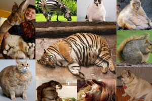 Guste životinje: zabavni okviri Guste životinje: zabavni okviri