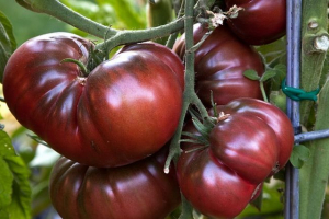 Rajčica crni princ Rajčica crni princ