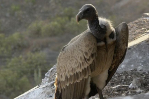 Tanak hladan gutljaj Tanak hladan gutljaj