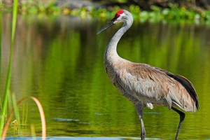 Top 10 činjenica o dizalicama Top 10 činjenica o dizalicama