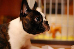 Top 10 pasmina pasa pogodne za apartmane - male, srednje i velike Top 10 pasmina pasa pogodne za apartmane - male, srednje i velike