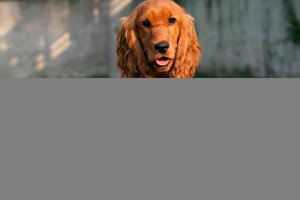 Top 10 pasmina pasa s dugim ušima