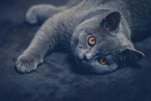 Top 10: najljepše pasmine mačaka na svijetu - naslovi, kratak opis i fotografiju