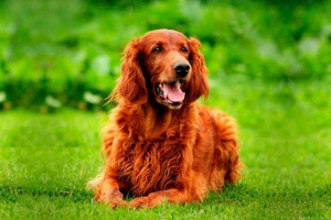 Top 10 najkoručja pasmina pasa u svijetu