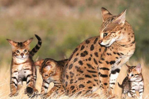 Top 10 najskupljih mačaka u svijetu