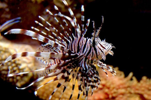 Top 10 najopasnijih i otrovnih stanovnika mora i oceana Top 10 najopasnijih i otrovnih stanovnika mora i oceana