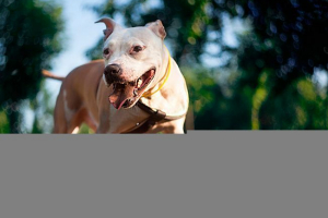 Top 10 najopasnijih pasmina pasa na svijetu Top 10 najopasnijih pasmina pasa na svijetu