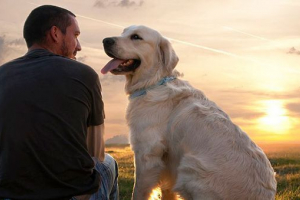 Top 10 najzanimljivijih pasmina pasa Top 10 najzanimljivijih pasmina pasa