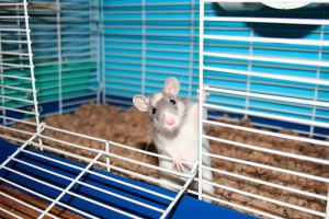 Top 15 zanimljivih činjenica o štakorima Top 15 zanimljivih činjenica o štakorima