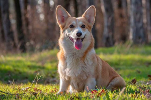 Top 15 najpopularnijih pasmina pasa na svijetu Top 15 najpopularnijih pasmina pasa na svijetu