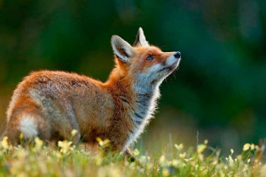 Top 20 činjenica o lisicama Top 20 činjenica o lisicama