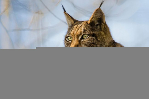 Top 20 zanimljivih činjenica o ris Top 20 zanimljivih činjenica o ris