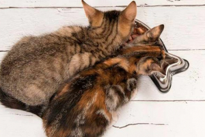 Top 5 najboljih suhih mačaka Top 5 najboljih suhih mačaka