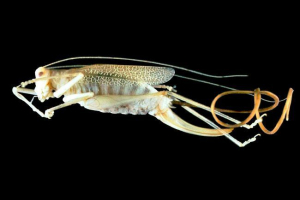 Top 5 parazita koji pretvaraju insekte i životinje u zombiji Top 5 parazita koji pretvaraju insekte i životinje u zombiji