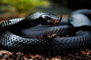 Top 7 najopasnijih zmija svijeta