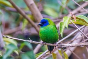 Parrot s tri boje amandin: vanjski znakovi kolutnog tornja Parrot s tri boje amandin: vanjski znakovi kolutnog tornja