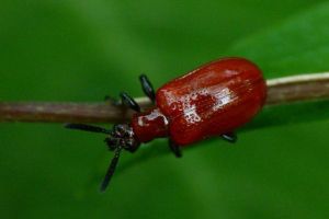 Pukotine - svijetle ploče Pukotine - svijetle ploče