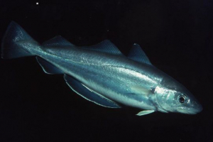 Cod fish - popis s pogledom i fotografijama Cod fish - popis s pogledom i fotografijama