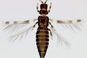 Izleti - drevni preci bugova Izleti - drevni preci bugova