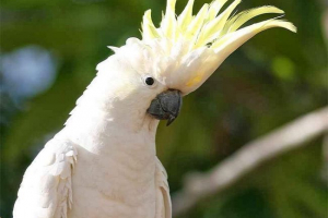 Triton nije vodozemca, već papagaj Triton nije vodozemca, već papagaj