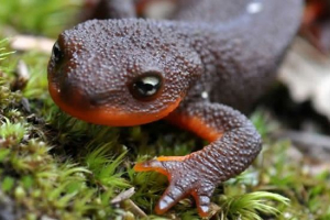 Tritons akvarij - značajke njege Tritons akvarij - značajke njege