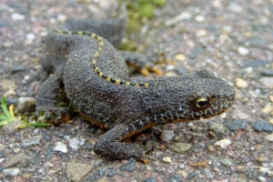 Triton. Vrste, sadržaj tritona kod kuće Triton. Vrste, sadržaj tritona kod kuće