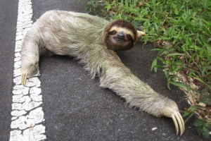 Tri slijepe privez Tri slijepe privez