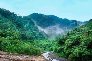 Tropske šume - kratak opis, vrste i primjeri životinja