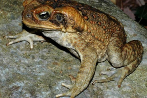 Reed toad - otrovna? Opis, foto taads