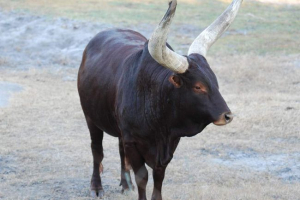 Obilazak - uništeni predak europske stoke Obilazak - uništeni predak europske stoke