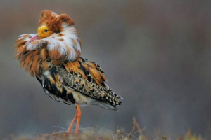 Turukhtan - ptica sa svijetlim ovratnikom Turukhtan - ptica sa svijetlim ovratnikom