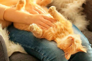 Tvrdi želudac - zašto nastaje? Tvrdi želudac - zašto nastaje?