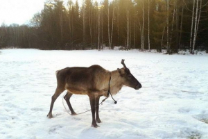 Djed mraz ima jelen izravno iz prebivališta