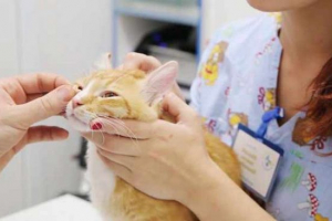 Mačka je odabrana iz oka - norme ili patologije? Mačka je odabrana iz oka - norme ili patologije?