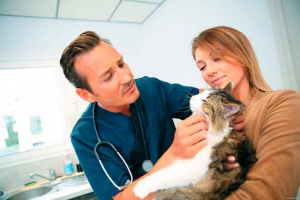 Na mački na vratu, čekić u obliku lopte - bilo da je opasno? Na mački na vratu, čekić u obliku lopte - bilo da je opasno?