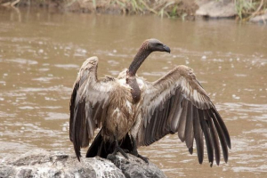 Znanstvenici: afrička lešinara pod prijetnjom nestanka Znanstvenici: afrička lešinara pod prijetnjom nestanka