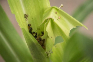 Znanstvenici: caterpillars varati kukuruz s vlastitim izmetom Znanstvenici: caterpillars varati kukuruz s vlastitim izmetom