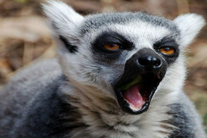 Znanstvenici: lemurs zbog uzbuđenja Znanstvenici: lemurs zbog uzbuđenja