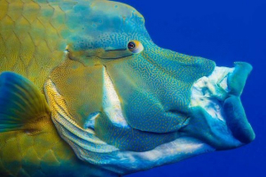 Znanstvenici su trenirali evoluciju klizne čeljusti u ribi Znanstvenici su trenirali evoluciju klizne čeljusti u ribi