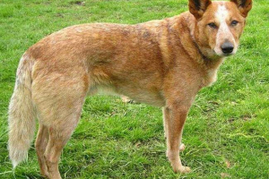 Znanstvenici su proveli studije o emocijama i inteligenciji pasa Znanstvenici su proveli studije o emocijama i inteligenciji pasa