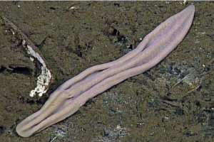 Znanstvenici su otkrili misteriju pedigree ružičaste čarape Znanstvenici su otkrili misteriju pedigree ružičaste čarape