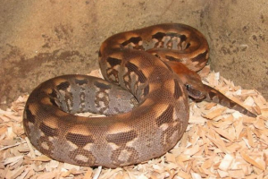 Durier i earthman ravl - najljubazniji kućni ljubimci