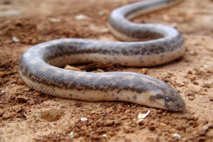 Pasha: vrste, opis, fotografija i video Pasha: vrste, opis, fotografija i video