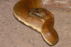 Isporuka - detalj o gmazovima Isporuka - detalj o gmazovima