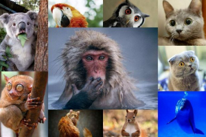 Iznenađene životinje: galerija s prolaznim očima Iznenađene životinje: galerija s prolaznim očima