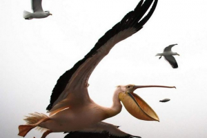 Ukrajinski policija traži osobe koje su dogovorile pelikane u šoku Ukrajinski policija traži osobe koje su dogovorile pelikane u šoku