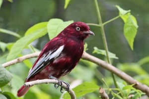Ukrašen rezanje-pompadour - što je nevjerojatna ptica? Ukrašen rezanje-pompadour - što je nevjerojatna ptica?