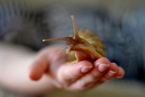 Puž u kući ili puzav mir Puž u kući ili puzav mir