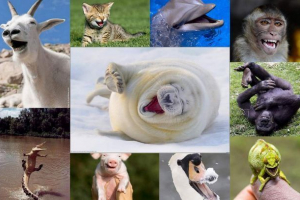 Nasmiješene životinje: najbolje fotografije Nasmiješene životinje: najbolje fotografije